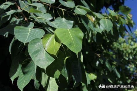 菩提葉功效|菩提葉茶:菩提葉茶是屬芸香科茶葉，有讓人完全地放鬆的效益，。